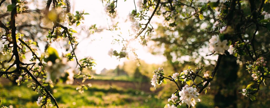 Apple buds blooming in the spring